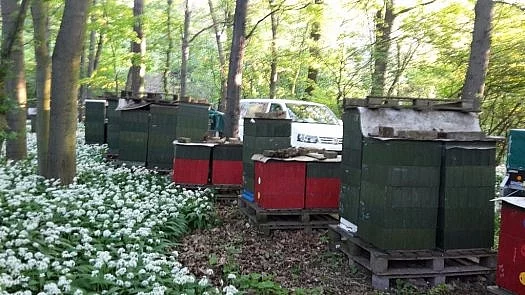 Prodám včely - oddělky, vyzimovaná včelstva