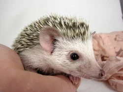 Ježek bělobřichý s PP