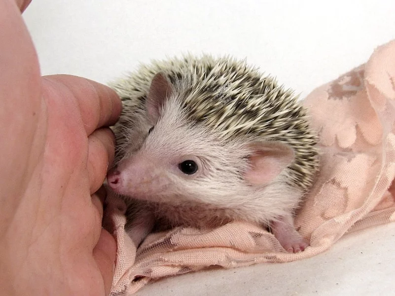 Ježek bělobřichý s PP