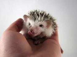 Ježek bělobřichý s PP