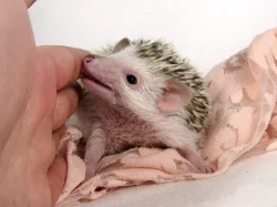 Ježek bělobřichý s PP