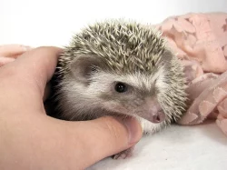 Ježek bělobřichý s PP