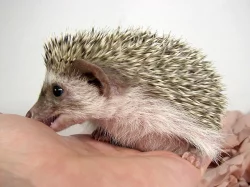 Ježek bělobřichý s PP
