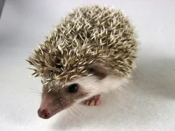 Ježek bělobřichý s PP