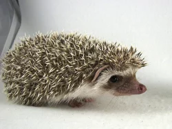 Ježek bělobřichý s PP