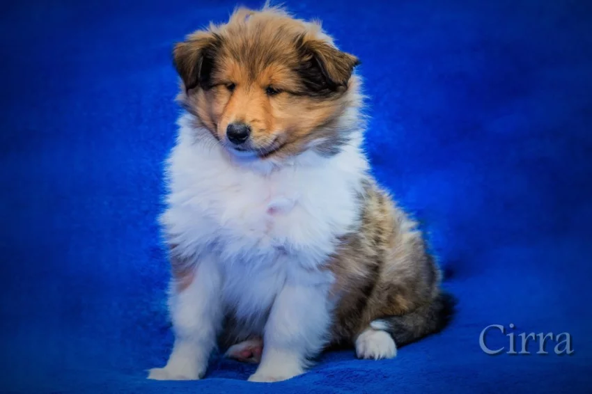 Prodám zlatou fenku kolie dlouhosrsté s PP