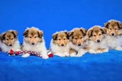 Prodám zlatou fenku kolie dlouhosrsté s PP