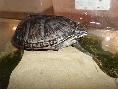 klapavka obecná