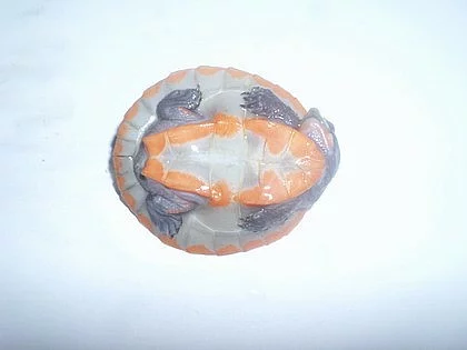 dlouhokrčka červenobřichá