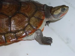 dlouhokrčka červenobřichá