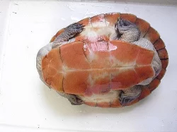 dlouhokrčka červenobřichá