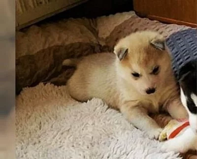Sibiřský husky kdo daruje bez PP