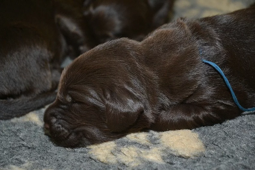 Flat coated retriever