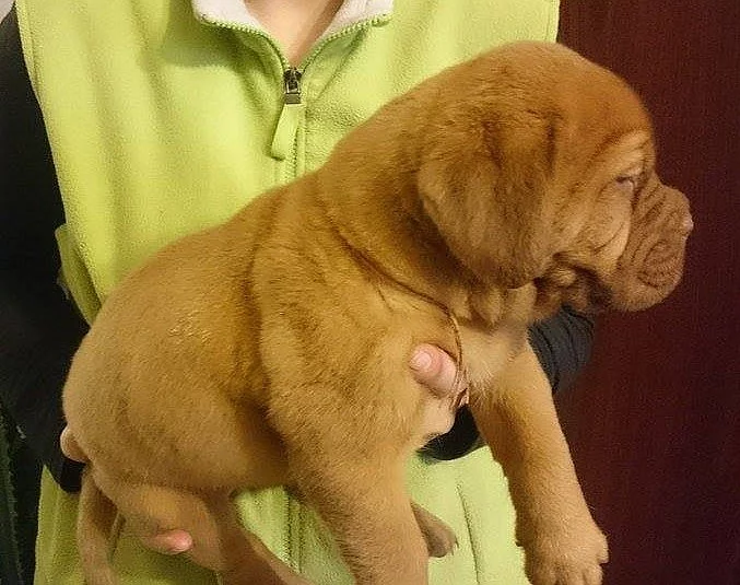 Bordeauxská doga - prodám štěňata s PP