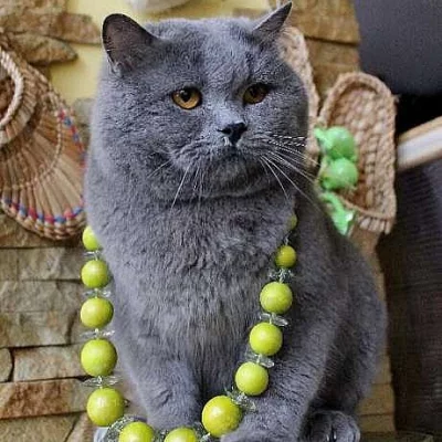 Britská koťata