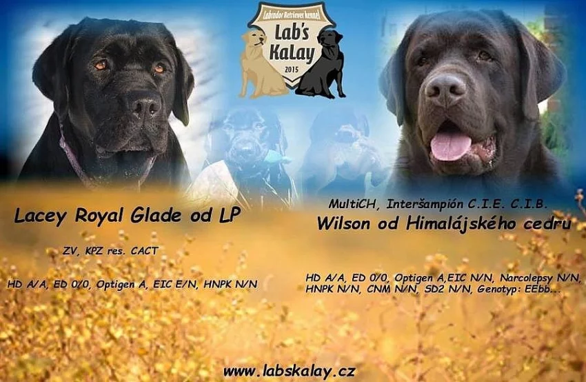 Štěňata LR s PP
