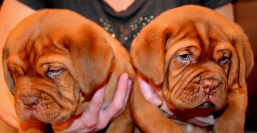 Bordeauxska doga, Dogue de bordeaux