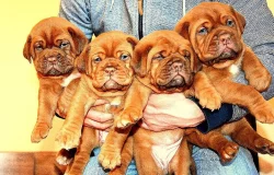 Bordeauxska doga, Dogue de bordeaux