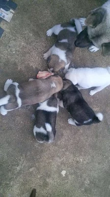 Prodám Shiba inu štěňata s PP