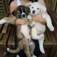 Prodám Shiba inu štěňata s PP
