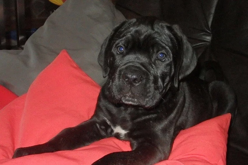 CANE CORSO