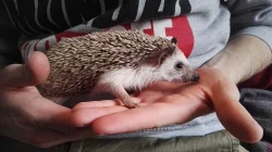 Ježek bělobřichý na prodej