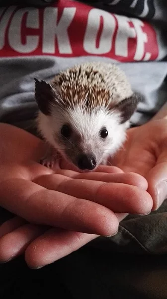 Ježek bělobřichý na prodej