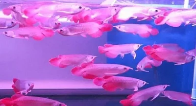 KVALITNÍ AAA AROWANA RYBA NA PRODEJ