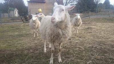kříženka VF plemene a zwartbles