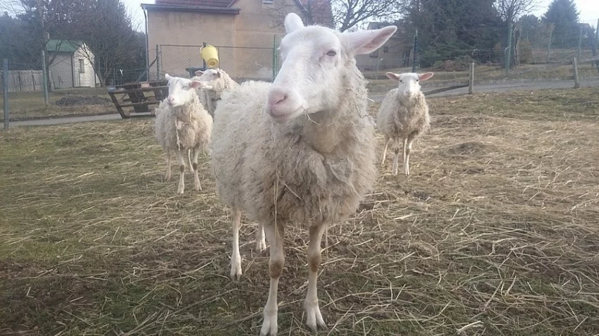 kříženka VF plemene a zwartbles
