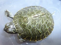 želva žíhaná