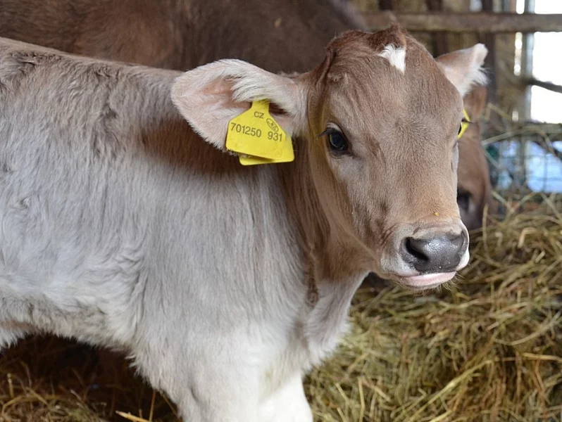 Jalovička Brown Swiss 100%