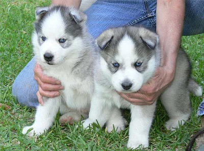 Sibirsky husky