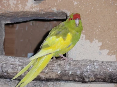 Kakariki