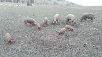 Selata mangalice + kříženci