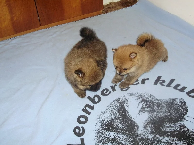 Německý špic malý a trpasličí