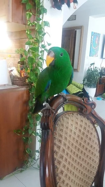 Eklektus polychloros