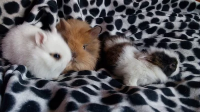 zakrslí králičci s Teddy genem