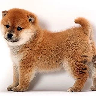 Shiba inu štěňata s PP