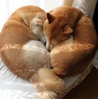 Shiba inu štěňata s PP