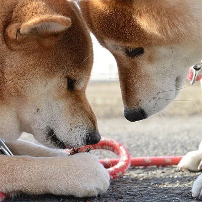 Shiba inu štěňata s PP