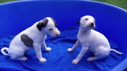 whippet štěňátka