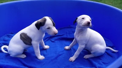 whippet štěňátka