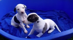 whippet štěňátka