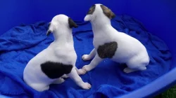 whippet štěňátka