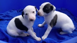 whippet štěňátka