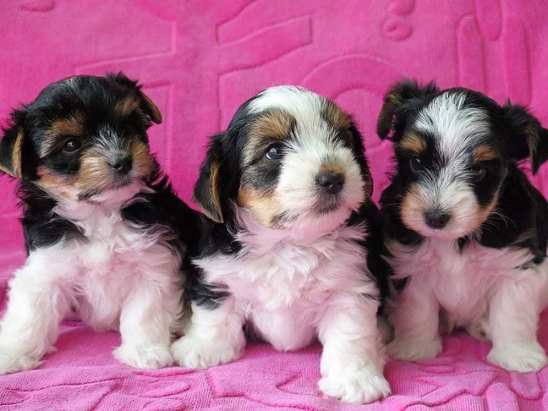 Biewer Yorkshire Terrier