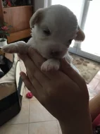 Štěňátka coton de tulear