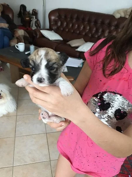 Štěňátka coton de tulear