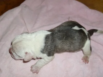 Buldok- Ollde Bulldogge
